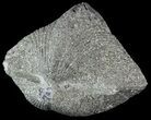 Pyrite Replaced Brachiopod (Paraspirifer) - Ohio #52714-1